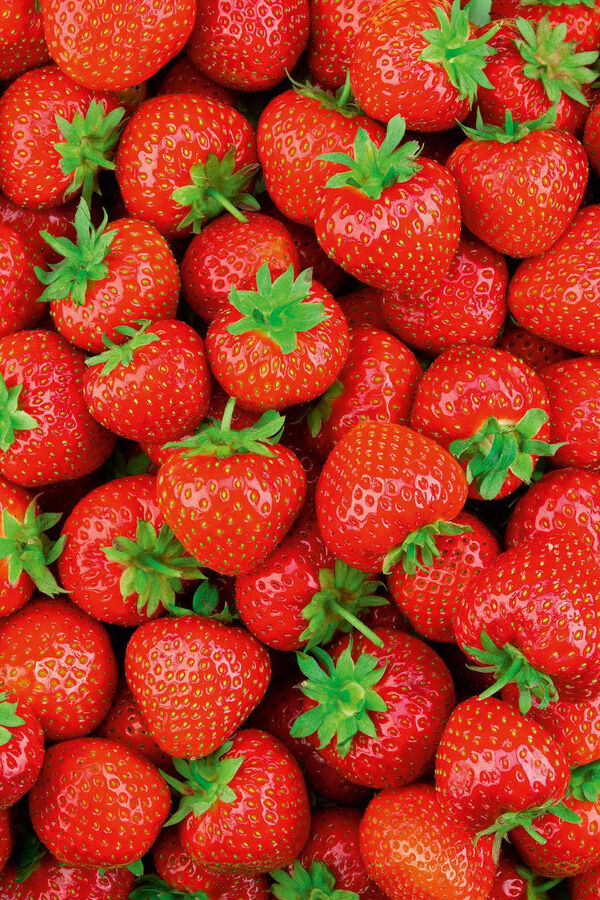 The Body Shop Strawberry Body Butter Multicolour