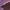 Roxo