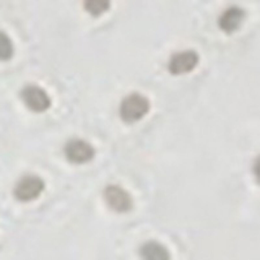 Imagen de muestra de color para productos