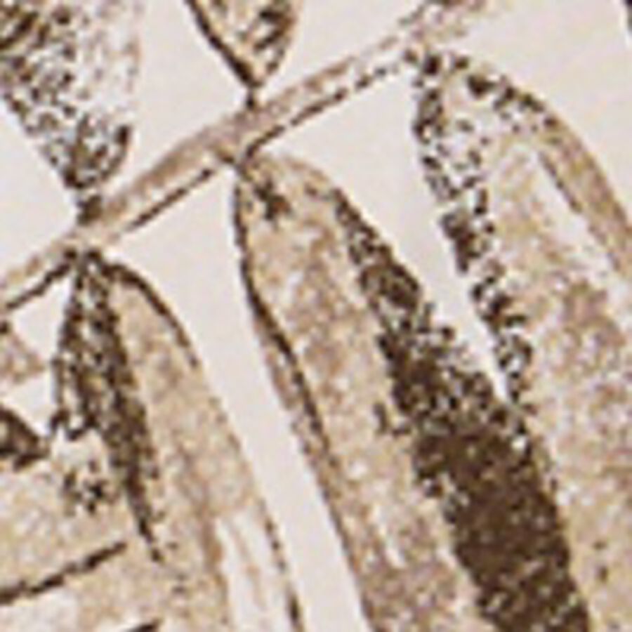 Imagen de muestra de color para productos