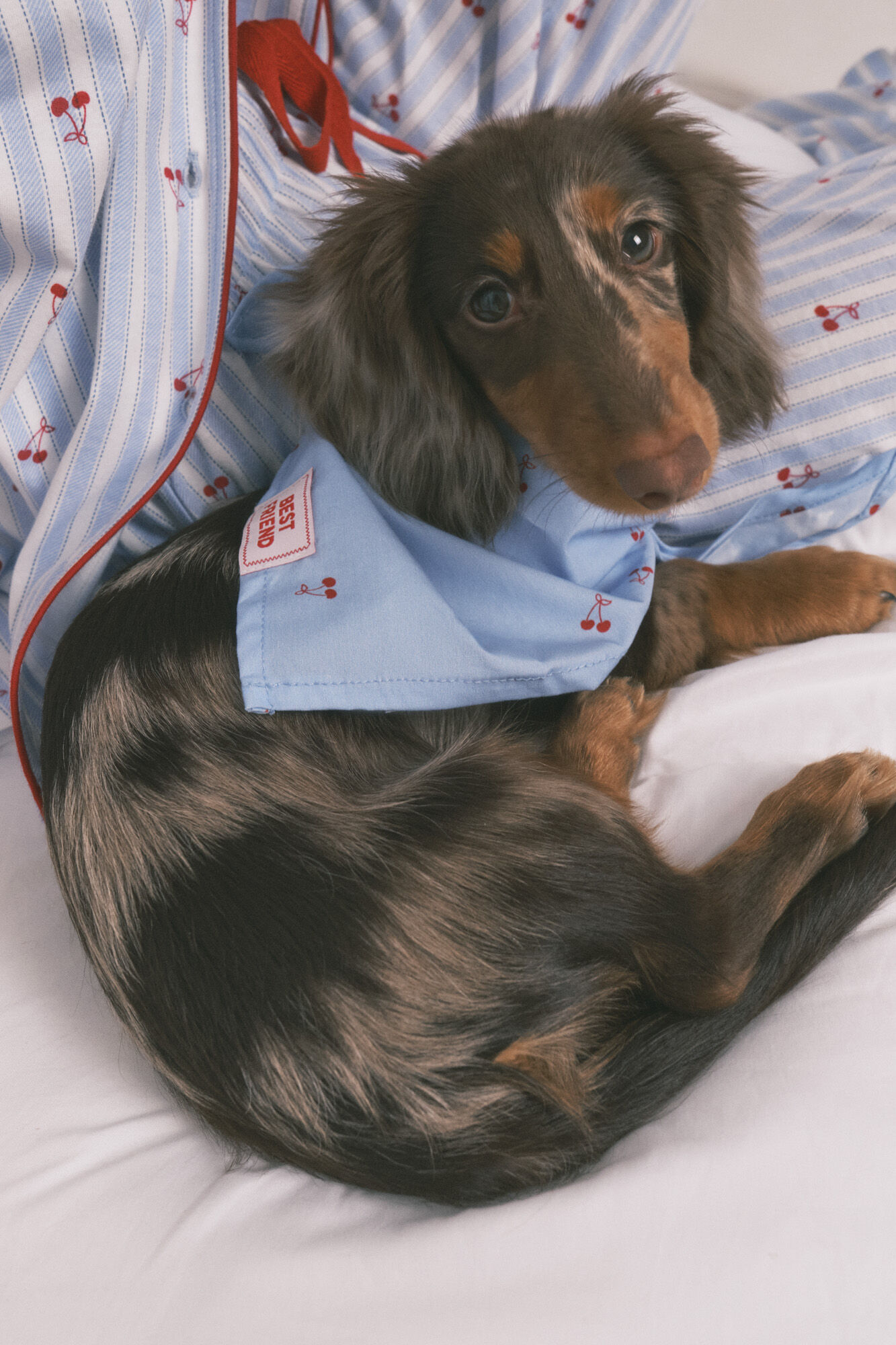 Women'secret Bandana para c&atilde;o azul com cerejas