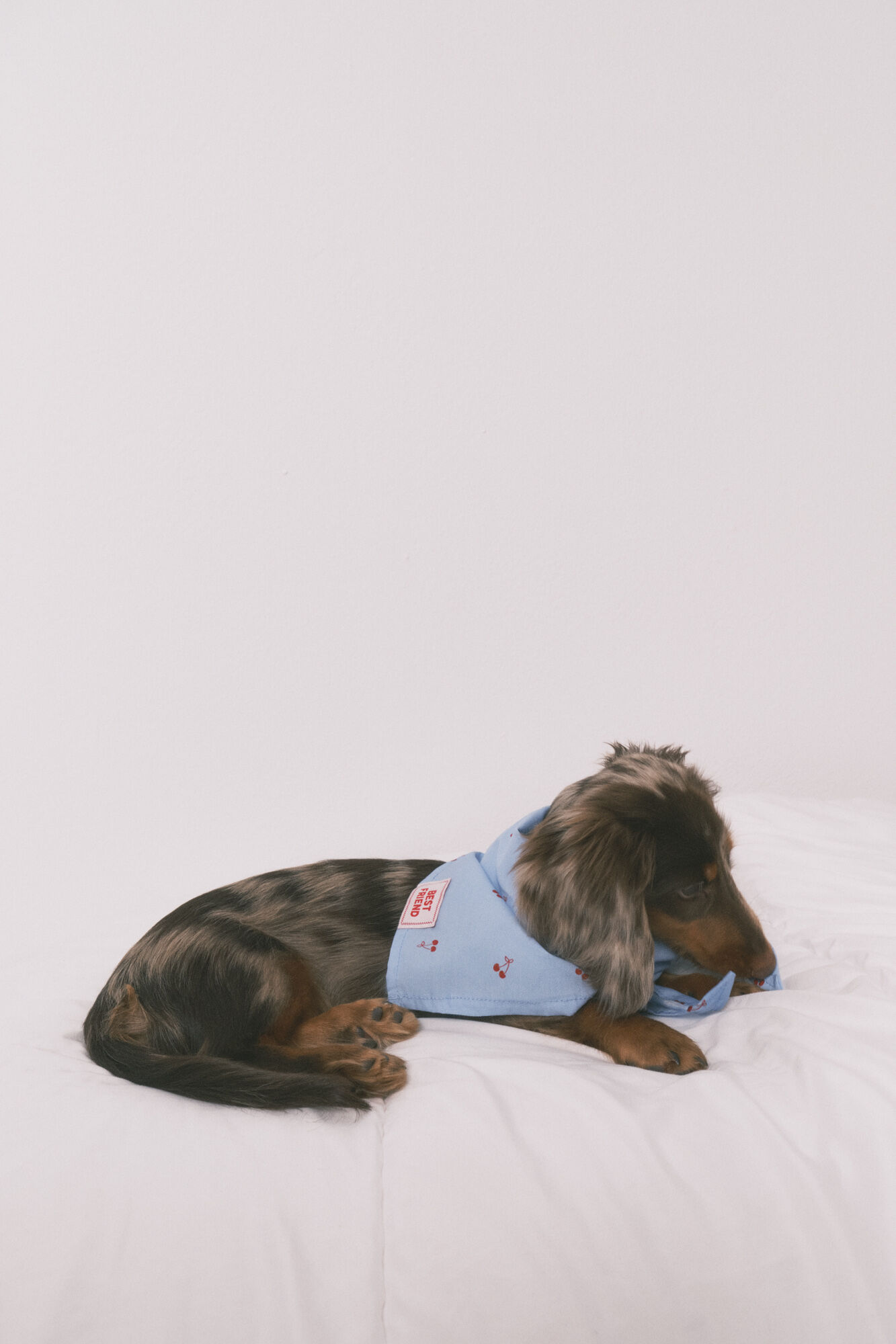 Women'secret Bandana para c&atilde;o azul com cerejas